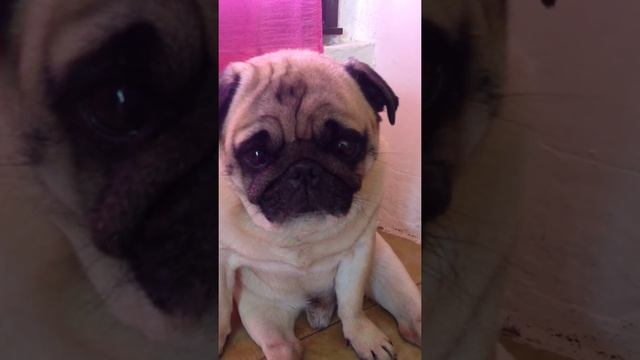 спящий мопс . Кубик....мысли о сне!! смотреть онлайн