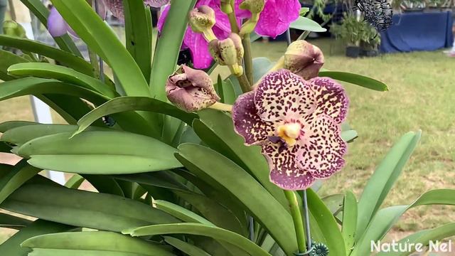 Full day at the local orchid and plant fest in the Redlands. A fun full day of orchids and plants. смотреть онлайн