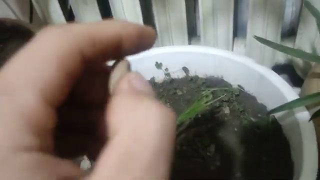 как я проращевая хамеропс презиместый из косточки
