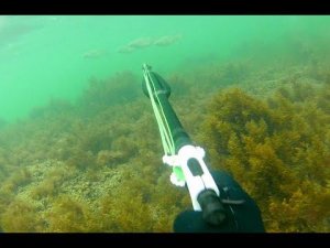 Крым 2021 охота на пиленгаса  Монстры из глубин  Часть 2.