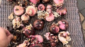 Digging And Storing Gladiolus Bulbs