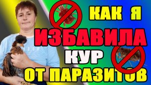 Как я избавила кур от паразитов.