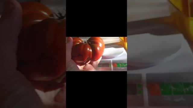 Экзотические сорта томатов.томат АДОРА из РаФ.mp4