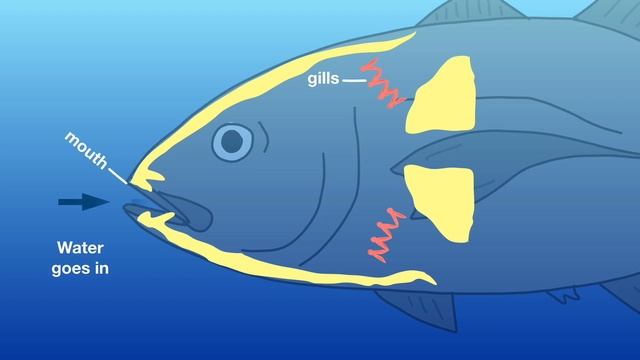Let's find out: How do fish breathe underwater? смотреть онлайн