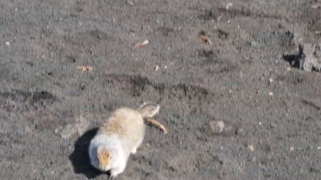 2019.09.Камчатка.Еврашка смотреть онлайн