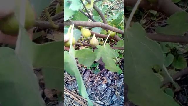 как мы выращиваем и размножаем инжир в таганроге смотреть онлайн