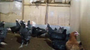 Петухи и доминанты, и несколько индоуток