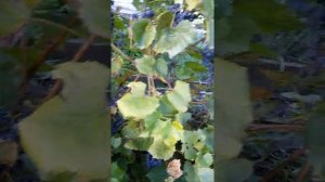 Виноград " Изабелла " на Дальнем Востоке