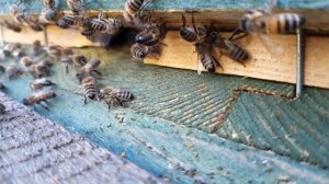 пчелы на прилетной доске сентябрь