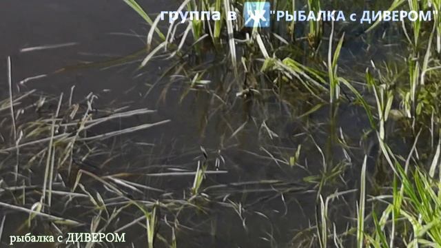 КАРПОВ ПРУД - Арнеево. природа России, наша планета, рыбалка в России - фильмы ДИВЕРА смотреть онлайн