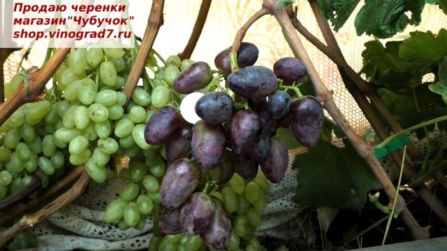 Виноград КРАСА БАЛОК -плодоношение корнесобственного куста. Ягода крупная, вкус фруктово-гармоничны смотреть онлайн