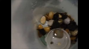 Земляная лягушка в домашних условиях