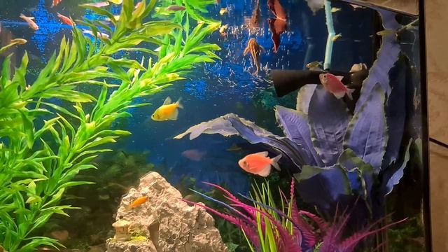 Аквариум новичка на 30 литров. смотреть онлайн