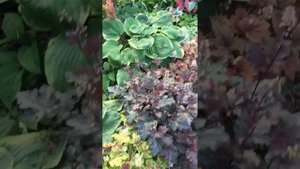 Хосты и гейхеры