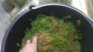 Свежий мох сфагнум. Как я его фасую для продажи.