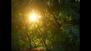 Мельница Хелависа - Гимн Деревьям