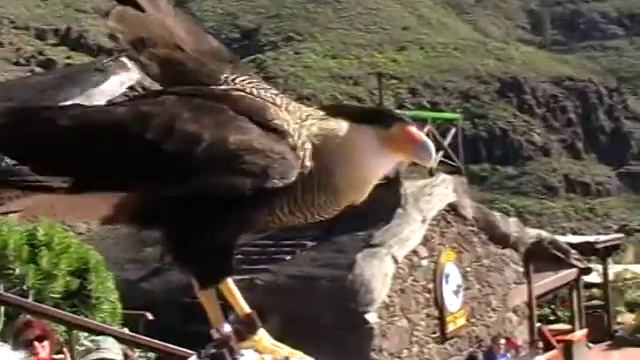 Орёл садится на голову. смотреть онлайн