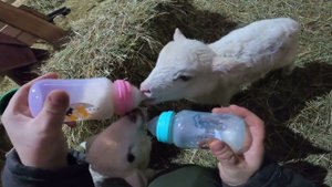 УЖАСЫ НА ХУТОРЕ ! КРУГОМ ДИКИЕ ЗВЕРИ !