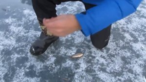 Ловля Щуки ,на жерлицы по первому льду