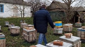 Пчеловодство для начинающих вентиляция и утепление пчелиной семьи. зимовки глухое и сетчатое дно