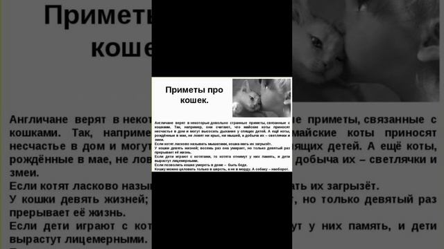 Все о Котах Приметы и Суеверия!