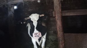 голштинская порода коров ??❤️качество молока !!