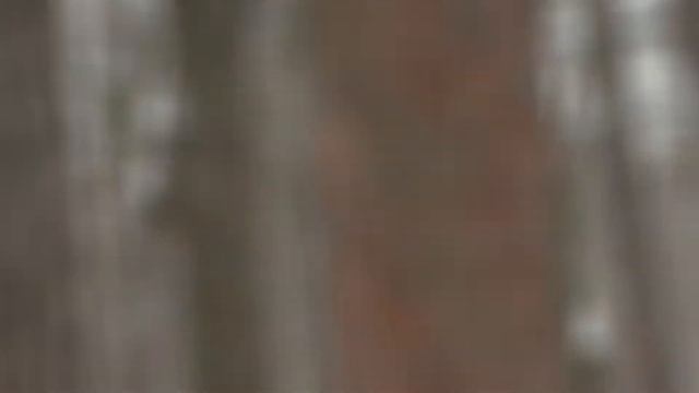 Обыкновенная пищуха - маленькая, но очень смелая птичка смотреть онлайн