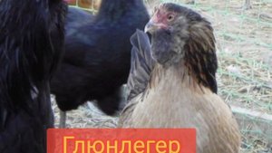 Породы кур несущие цветные яйца/#shorts