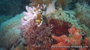 Diving Zanzibar, Kizimkazi, 1. Dive