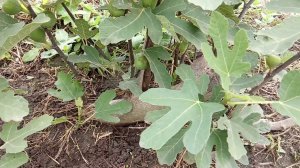 Саженец 5 лет. Гибрид Кадоты. Лучший инжир. Kadota Hybrid