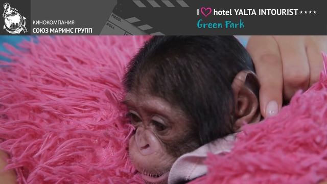 Шимпанзе Луна - чудо из зоопарка Отеля Yalta Intourist