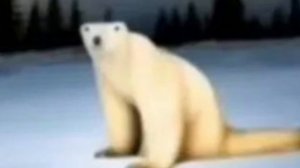 Бригада про белого медведя.Мем 2026 года