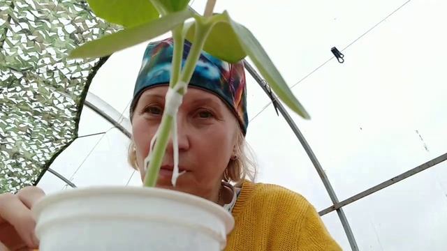 Один арбуз на двух корнях лагенарии. Начало эксперимента. смотреть онлайн