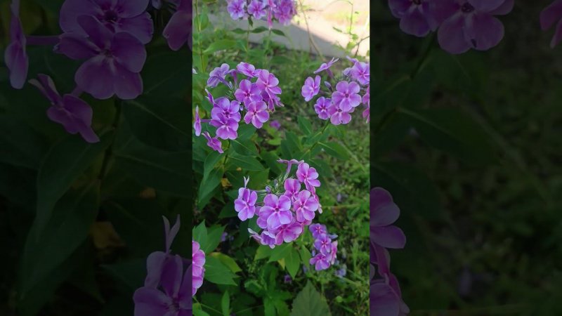 Кустик флоксов метельчатых. Цветы на даче.