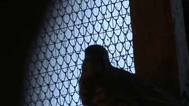 Деряба 15 02 15 смотреть онлайн