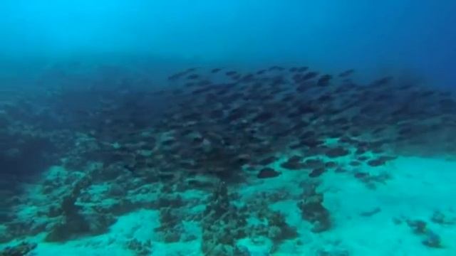 Хелона смотреть онлайн