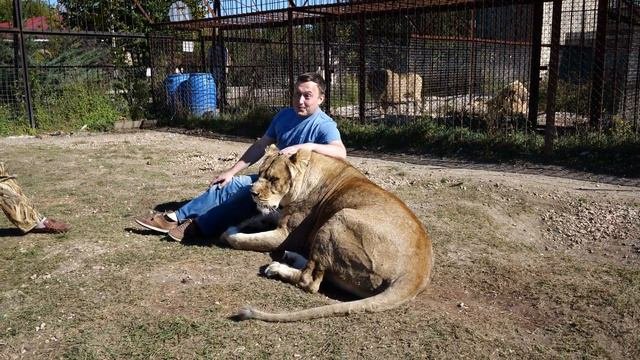 ЛЬВИЦА ЧОЛИ ГЛАВНАЯ ЛЬВИЦА, НО ПОЗВОЛЯЕТ СЕБЯ ПОГЛАДИТЬ