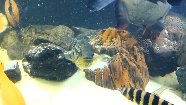 Аквариум большого размера смотреть онлайн