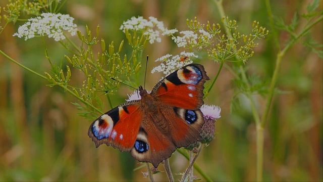 Привлекайте бабочек в сад это только на пользу смотреть онлайн