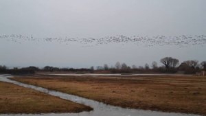 Из жизни гусей. Несколько шикарных кадров о диких гусях.