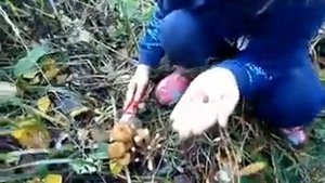 как растут опята в 2020