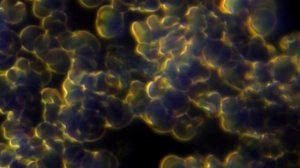 Гранулоцитарный лейкоцит (тёмное поле)