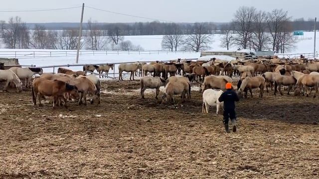 Деревенская жизнь/ Как живет у нас Верблюд? Бычки Абердин Ангус