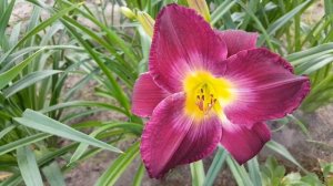 Лилейник Белла Легаси . Hemerocallis Bella Lugosi .