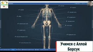 Строение скелета человека в 3 Д