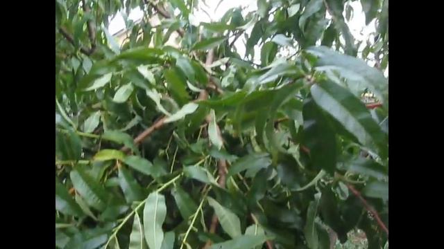 Стихия не прошла стороной... смотреть онлайн