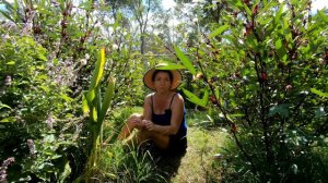 How To Grow And Use Rosella Hibiscus Sabdariffa