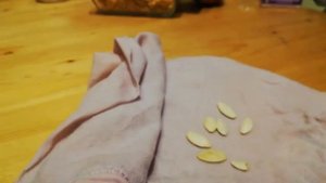 Проращиваем семена кабачков