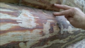 ПРАВИЛЬНАЯ рубка сруба без щелей. Рубим сруб из бревна ручной рубки без щелей топором и теслом.