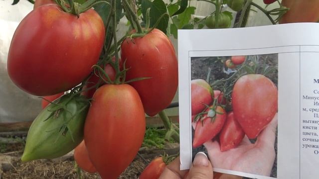 Томаты сортов Мохитос и Минусинский кистевой смотреть онлайн